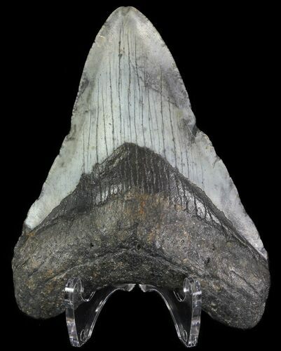 Bargain, Megalodon Tooth - North Carolina #67106